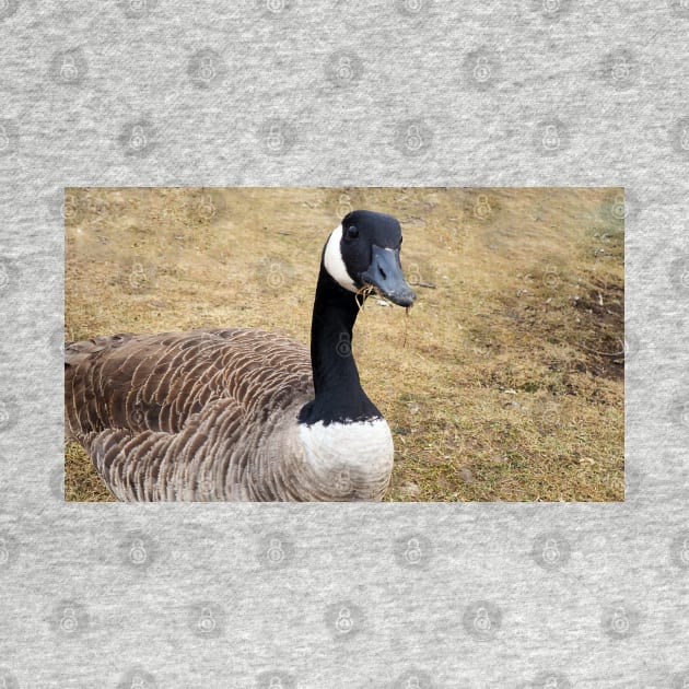 Canada Goose With Sticks In Its Mouth by BackyardBirder